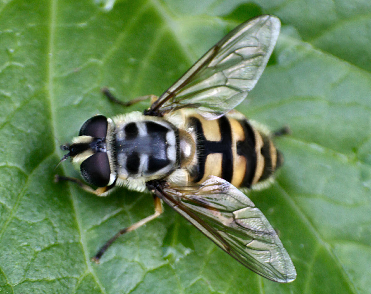 Myathropa florea